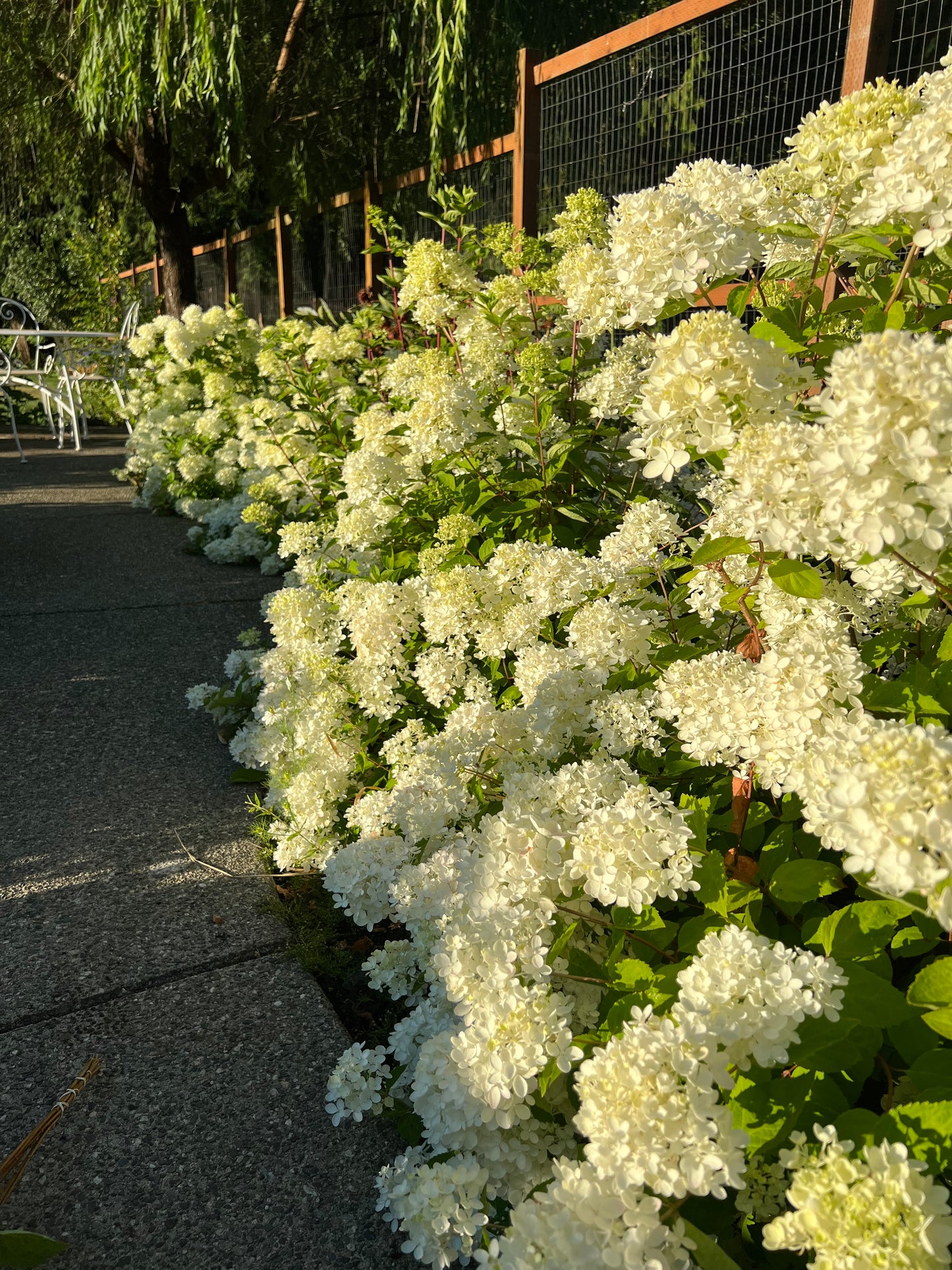 Hydrangea White Dwarf Bombshell