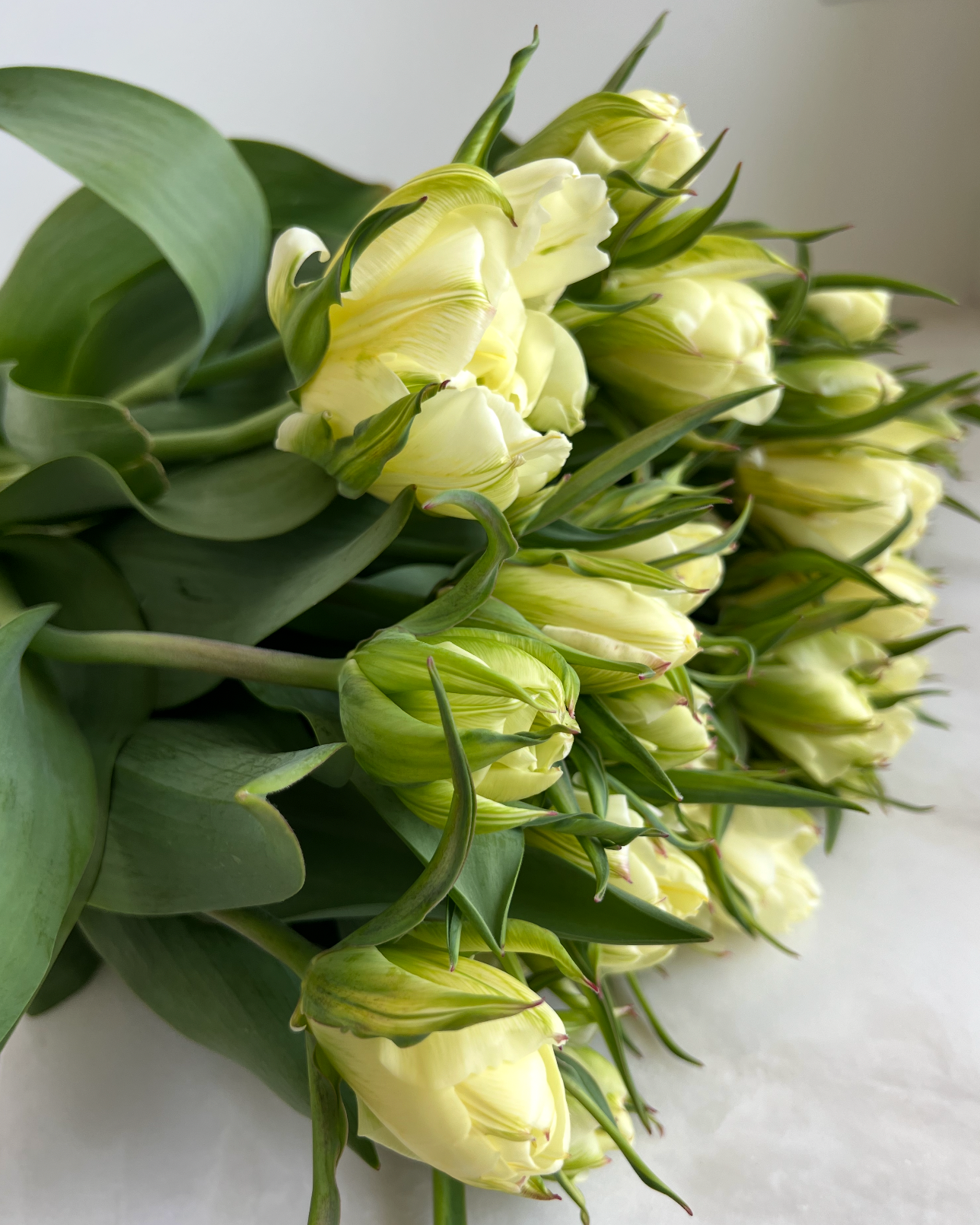 Exotic Emperor Tulip