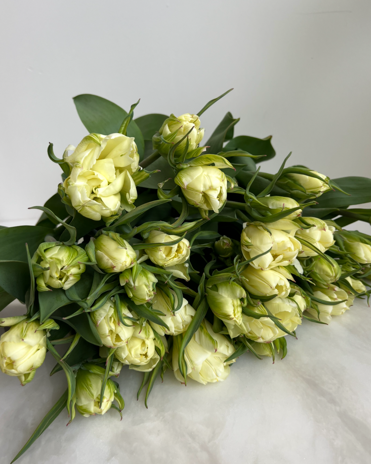 Exotic Emperor Tulip