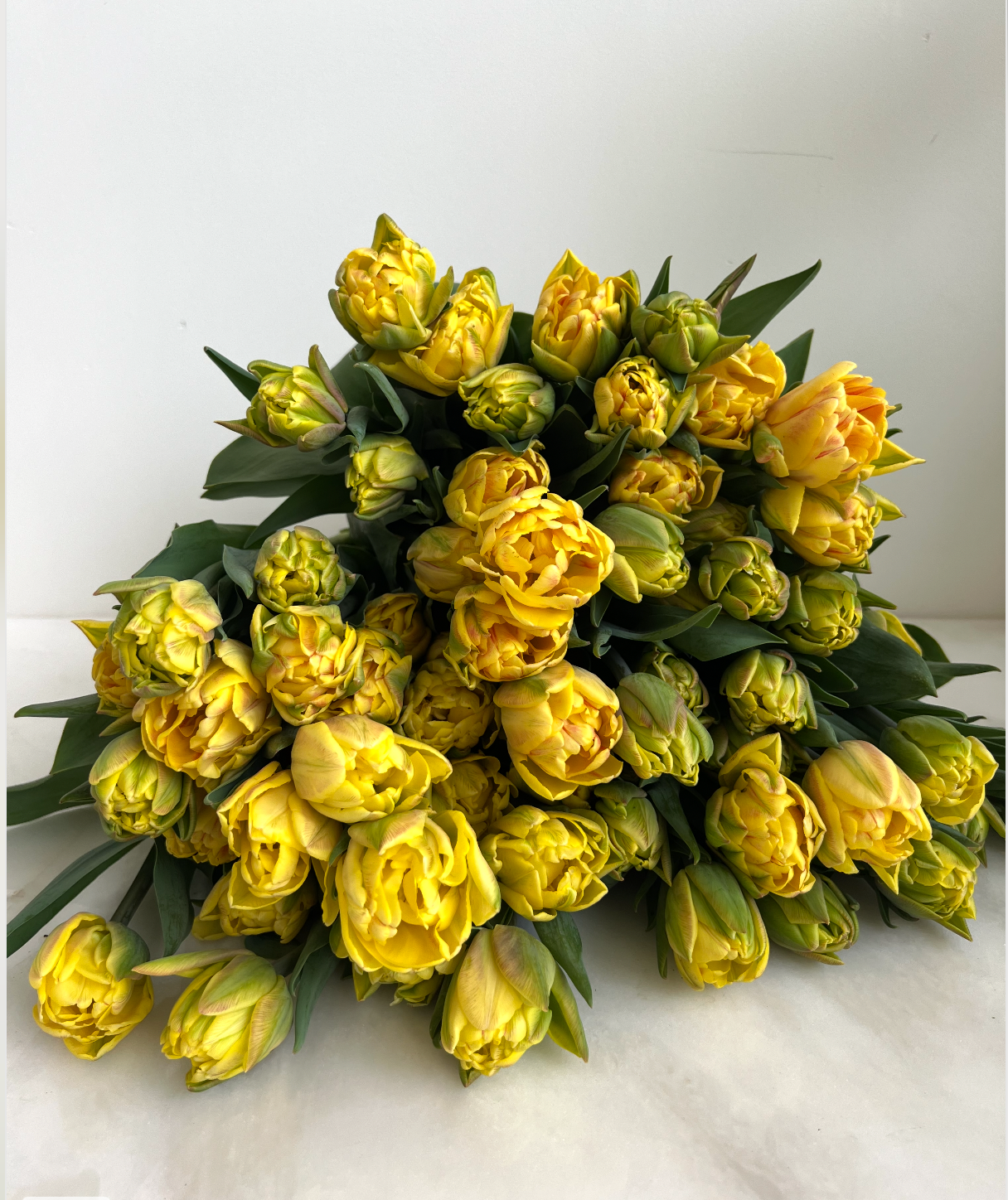 Foxy Foxtrot Tulip