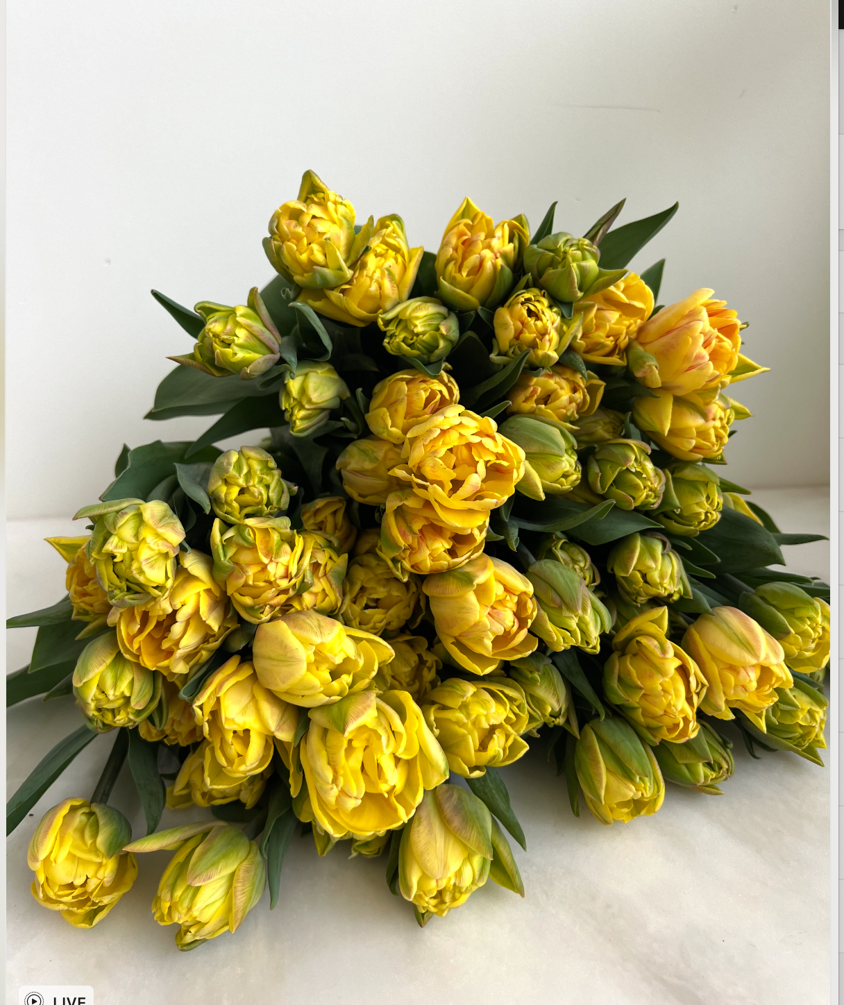 Foxy Foxtrot Tulip