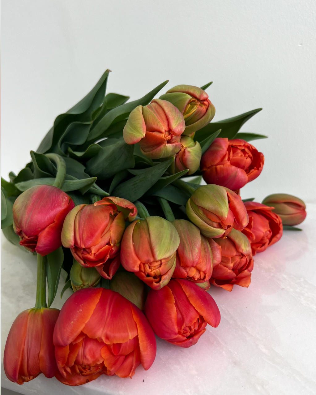 Icoon Tulip