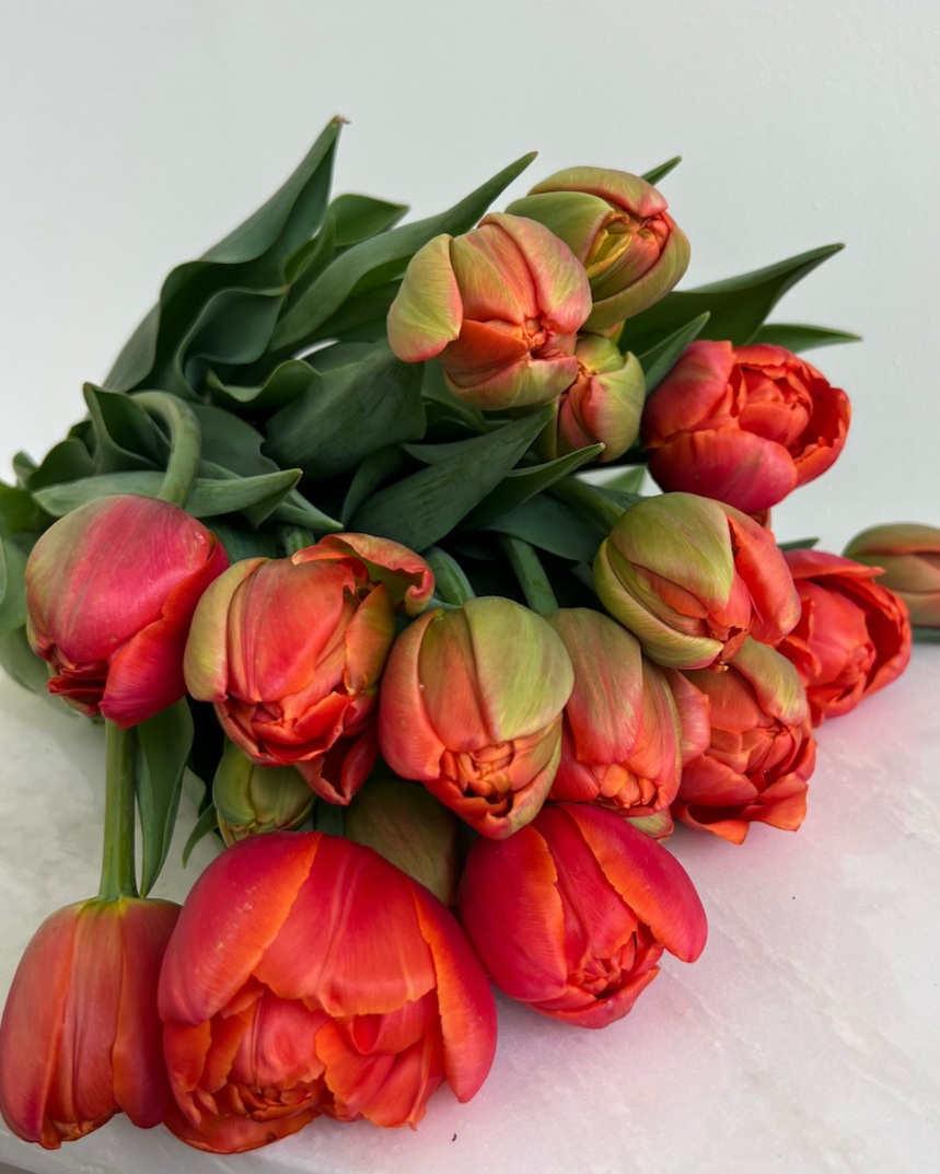 Icoon Tulip