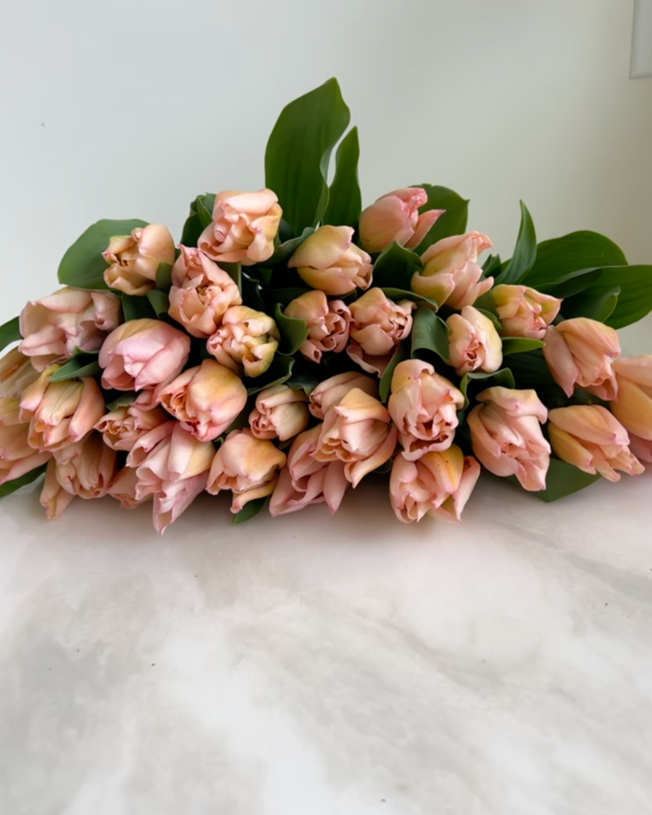 Rejoyce Tulip