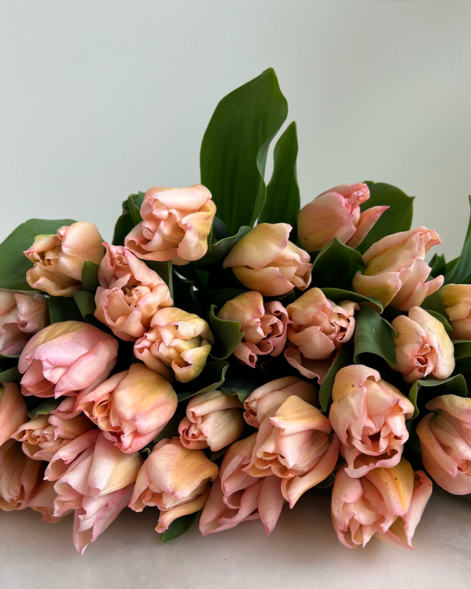 Rejoyce Tulip
