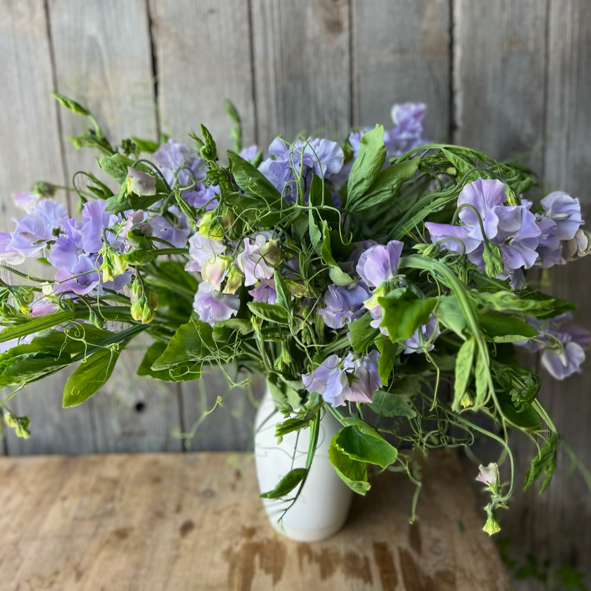 lavender pea flower Sweet Pea Vines