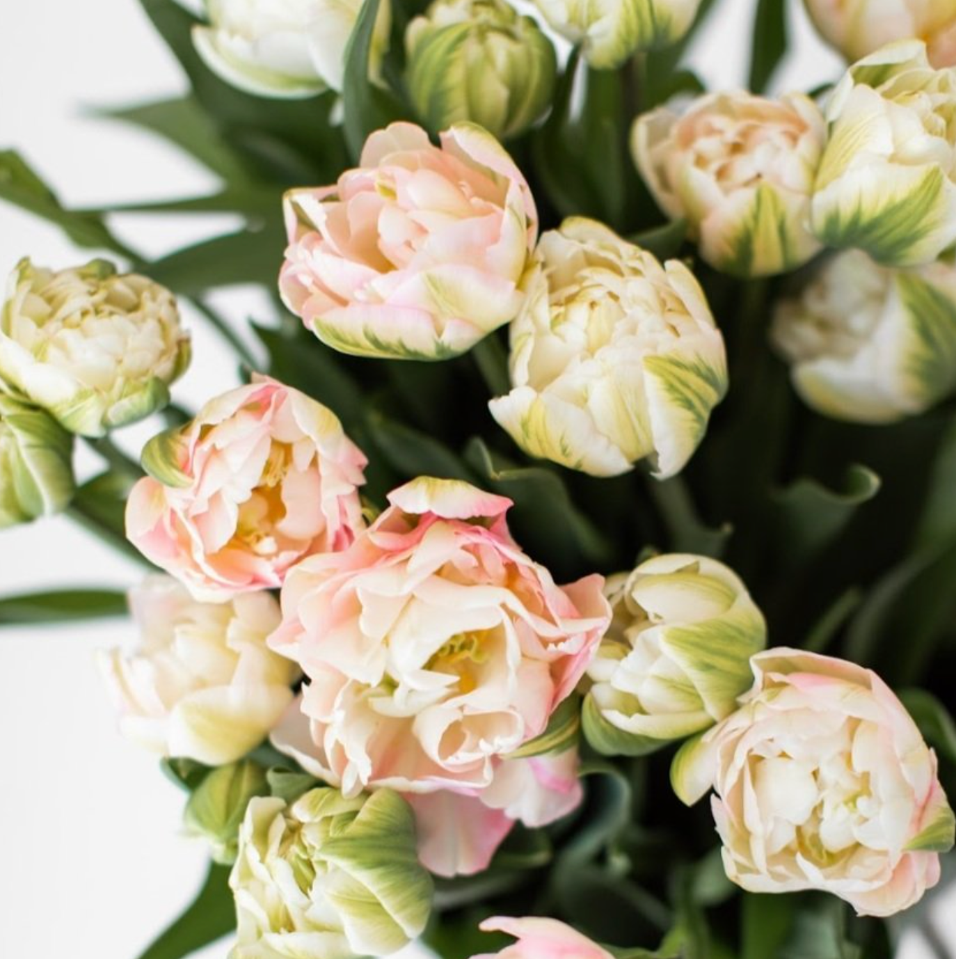 Finola Tulip