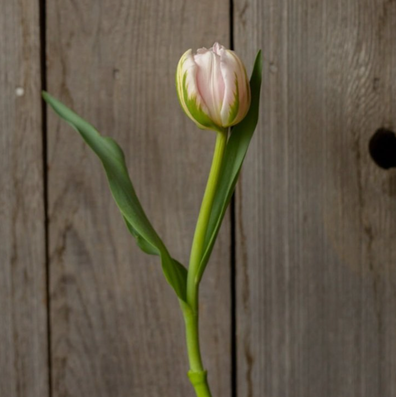Finola Tulip