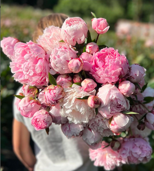 It's Peony Season!