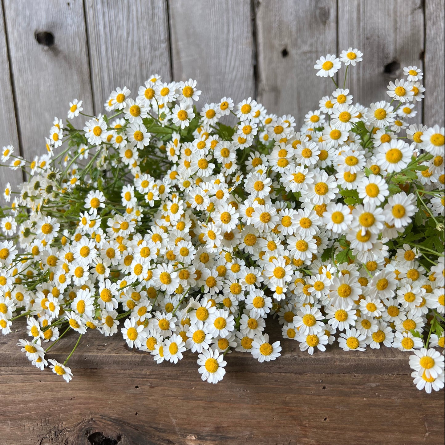 Feverfew