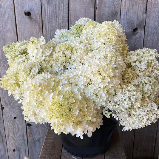 Hydrangea White Dwarf Bombshell