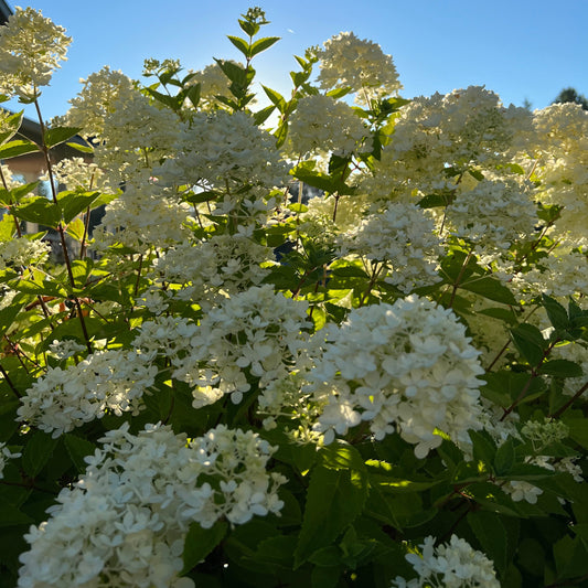 Hydrangea White Dwarf Bombshell