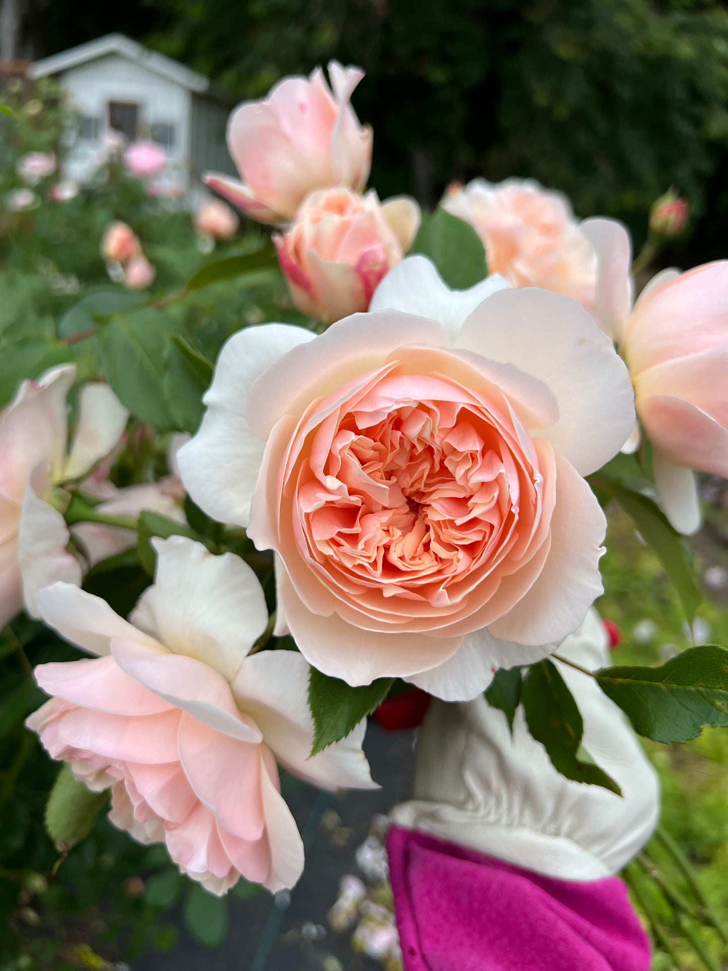 Garden Rose Lichfield Angel