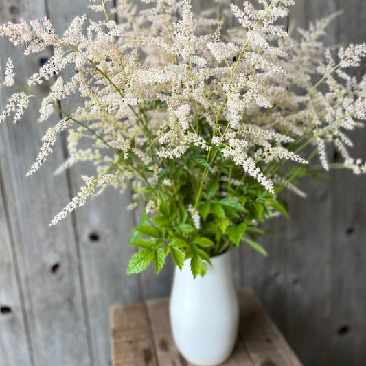 Astilbe White