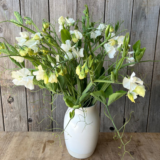 Sweet Pea Vines - White