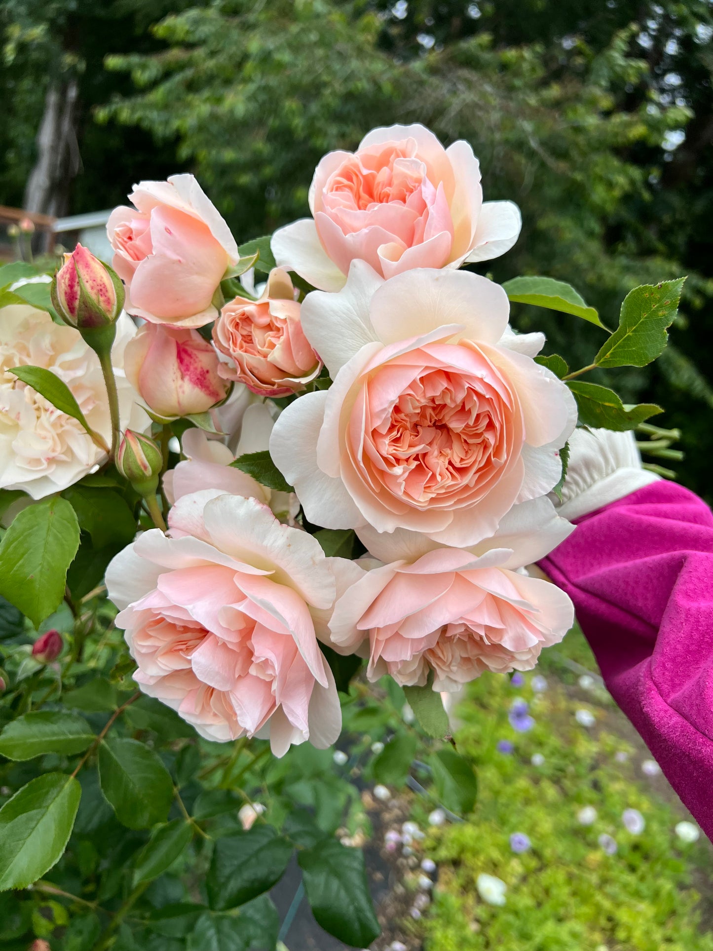 Garden Rose Lichfield Angel
