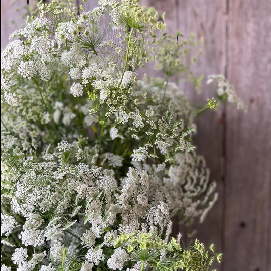 Ammi Queen Anne’s Lace