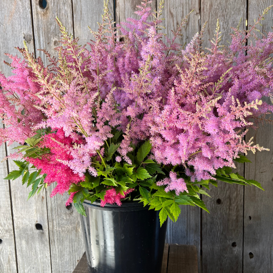 Astilbe Pink/Blush