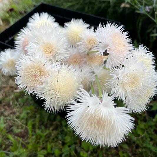 Centaurea Sweet Sultan White