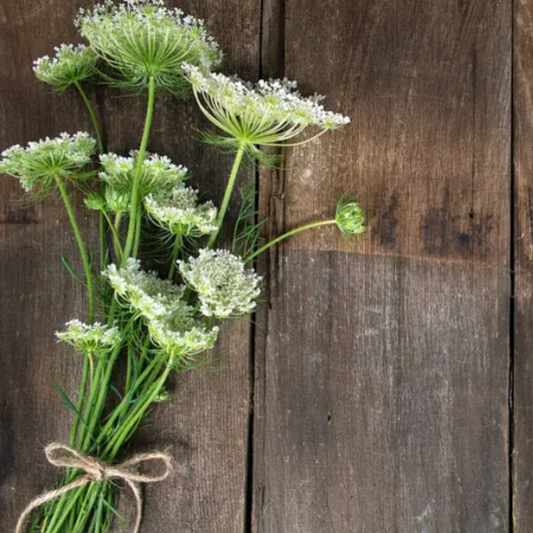 Ammi (seed pods)