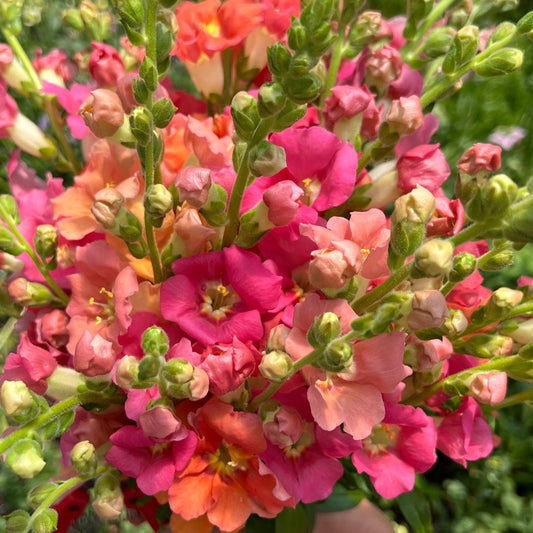 Snapdragons - Chantilly