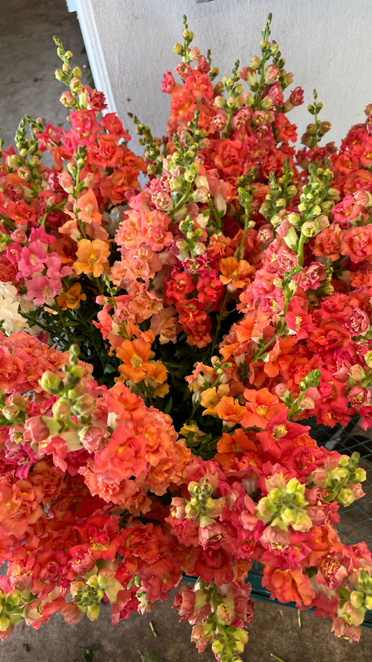 Snapdragons Peachy Butterfly