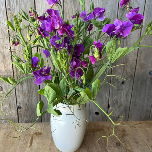 Sweet Pea Vines - Purple