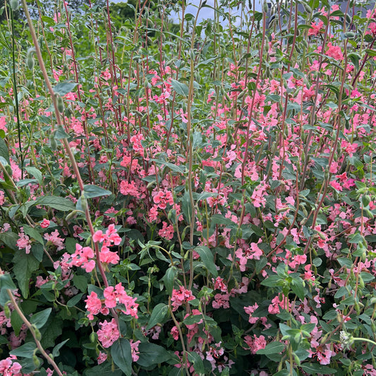 Clarkia Salmon