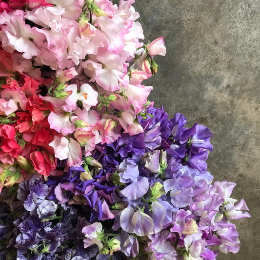 Sweet Pea Stems