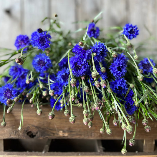 Cornflower Blue