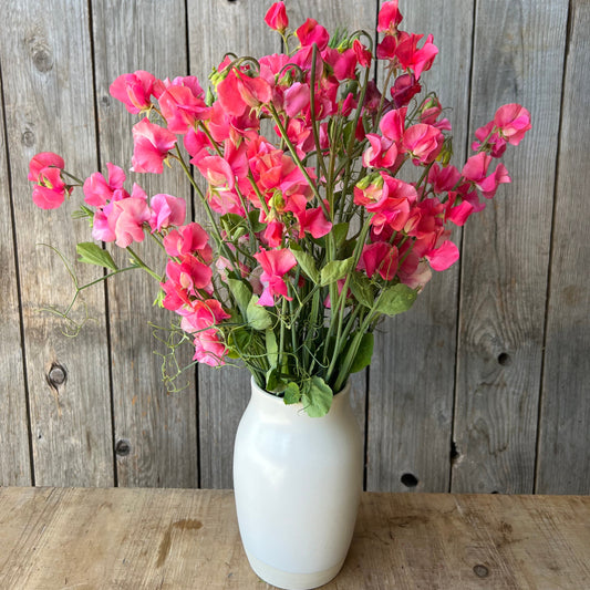 Sweet Pea Vines - Coral