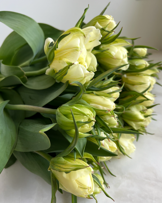 Exotic Emperor Tulip