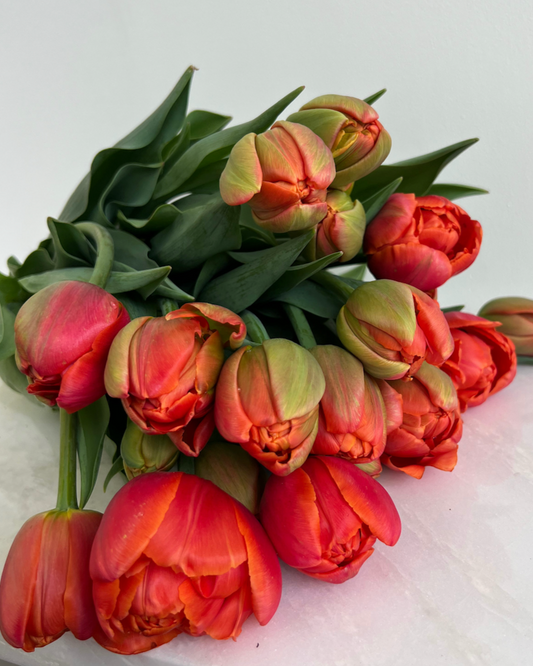 Icoon Tulip
