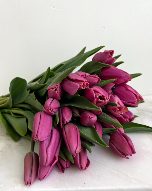 Louvre Tulip