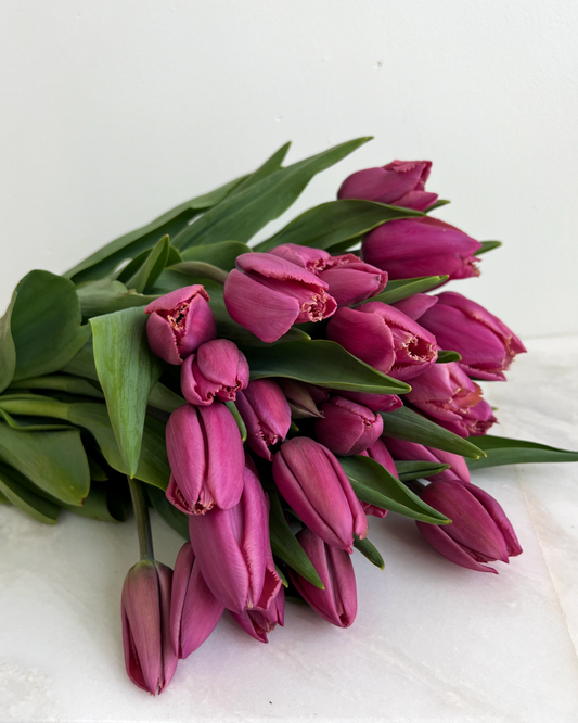 Louvre Tulip