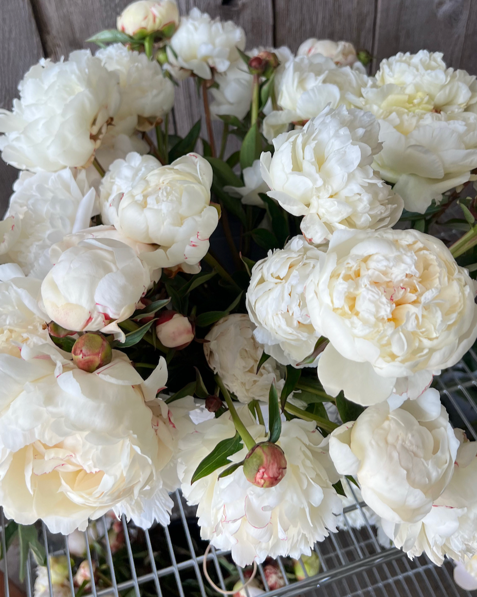 Peonies White