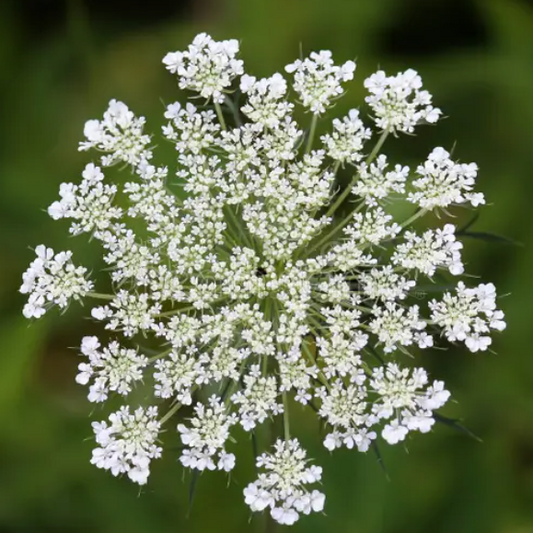 Ammi (seed pods)