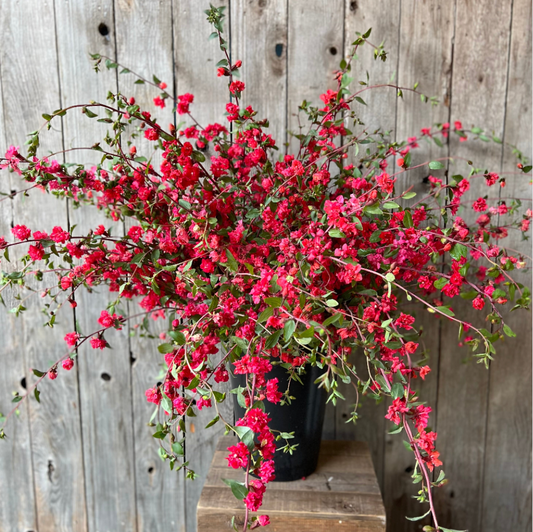 Clarkia Coral