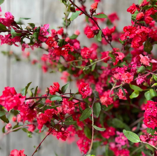 Clarkia Coral