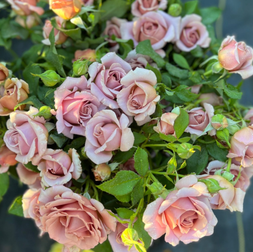 Garden Roses