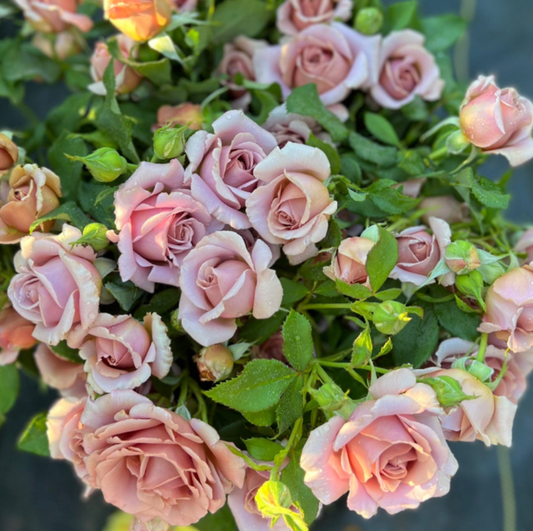 Garden Roses Koko Loko