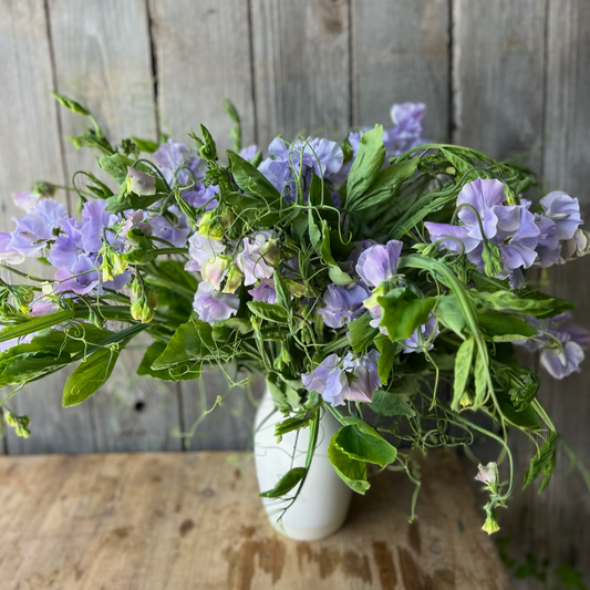 Sweet Pea Vines - Lavender