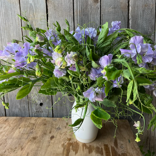 Sweet Pea Vines - Lavender