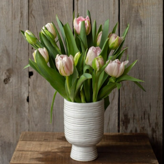 Finola Tulip