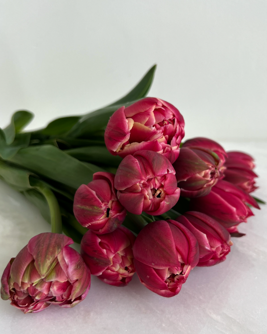 Columbus Tulip