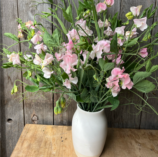 Sweet Pea Vines - Blush